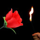 🔥Nieuw binnen 2025🔥Magic Rose - Torch to Rose💖